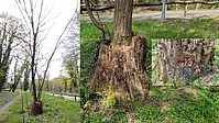 Bild 11: Auch nachdem der Baum gefällt und der Stumpf abgestorben ist, können aus schlafenden Knospen neue Triebe wachsen. Hier im Bild eine Robinie, die sehr rasch aus dem Stumpf austreiben kann. Rechts im Bild der bereits verfaulte Baumstumpf - Foto N. Wehner