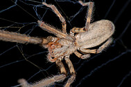 Schlankkräuselspinne Fecenia cylindrata Foto G. Braun