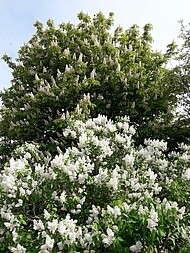 Weiße Blüten und diese in Trauben, zwei Arten