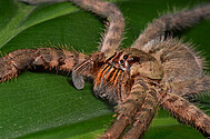 Cupiennius salei (Weibchen) Foto: H. Höfer