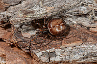 Die Fettspinne (Steatoda bipunctata) ist Spinne des Jahres 2018. Zu sehen ist ein Weibchen dieser Art.