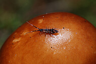 Springschwanz (Collembola)