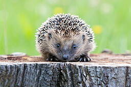 Igel - stachelige Überlebenskünstler