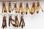 wasp specimens