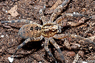 Aus dem Mittelmeergebiet eingeschleppte Kräuseljagdspinne Zoropsis spinimana