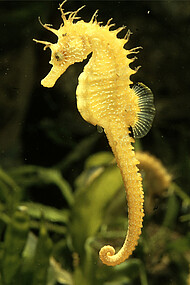 Sea horse