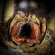 Phoneutria boliviensis, frontal, drohend Foto: H. Höfer