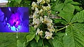 Bild 12: 1= Saftmal unter UV; 2= Saftmal; 3= Staubbeutel; Das Saftmal besitzt jede dieser Blüten und glänzt unter UV-Licht. Es zeigt der Biene quasi den Weg zum Pollen am Staubbeutel. Das Saftmal wechselt nach der Bestäubung die Farbe - Foto N. Wehner