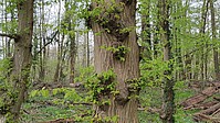 Bild 4: Schlafende Knospen treiben am Stamm einer Hainbuche aus. Teilweise sind dies Triebe, die an Astlöchern ansitzen, aber auch so aus dem Stamm sprießen - Foto N. Wehner