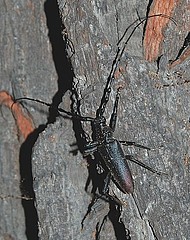 Männlicher Heldbockkäfer auf alter Eiche