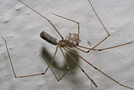 Zitterspinne Pholcus phalangioides (Foto: H.Höfer)