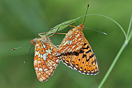 Silberfleck-Perlmutterfalter (<i>Boloria euphrosyne</i>)