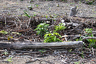 Experimental burned site (Foto: H.Höfer)