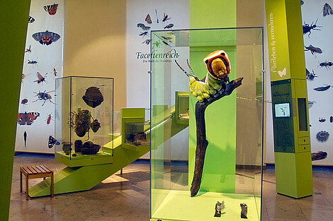Blick in die Dauerausstellung "Im Reich der Insekten". Großmodell einer Gabelschwanzraupe (Vitrine im Vordergrund), lebendes Blattschneiderameisenvolk (Hintergrund)