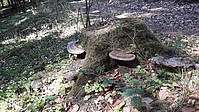 Bild 9: Mehrere Pilze des Flachen Lackporlings an dem Baumstumpf einer Rotfichte - Foto J. Simmel