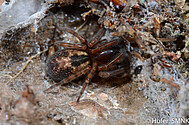 Einheimische Fensterspinne (Amaurobiidae)