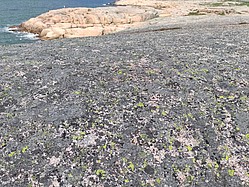 Bild 6: Im Hintergrund sieht man den roten Granit ohne Flechten. Im Vordergrund ist das Gestein von verschiedenen Flechtenarten dicht besiedelt. Das Foto entstand an der Westküste Schwedens - Foto N. Wehner