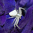 Veränderliche Krabbenspinne Misumena vatia (Foto: H.Höfer) Veränderliche Krabbenspinne Misumena vatia (Foto: H.Höfer)