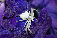 Veränderliche Krabbenspinne Misumena vatia (Foto: H.Höfer)