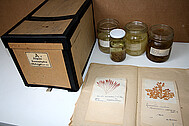 Algae specimens pressed or conserved in alcohol