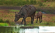 Madenhacker, Foto: Pixabay_cape-buffalo-2800389_1920