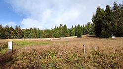 Hier sehen Sie die Fläche vom Waldweg aus. Rechts die Sukzessionsparzelle und links die anderen Parzellen mit Mulchen und Brennen. Die Beweidung liegt auf der anderen Seite des Weges - Foto N. Wehner