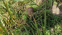 Ein Parasol/ Riesenschirmpilz auf der Versuchsfläche Bernau. Der typisch große Schirm hat sich noch nicht entfaltet - Foto N. Wehner