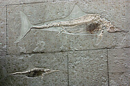 Ichthyosaur