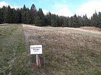 Beim Brennen stellt sich eine unebene Vegetation mit unterschiedlicher Höhe ein. Das Brennen hält die Fläche von Gehölzen frei. Nur krautig wachsende Pflanzen bleiben auf der Fläche - Foto J. Simmel