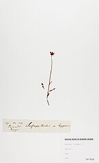 Moor-Steinbrech Saxifraga hirculus L.