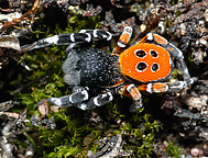 Einheimische Röhrenspinne (Eresidae)