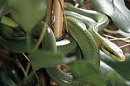 Green Ratsnake