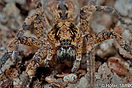 Zoropsis spinimana, Weibchen von vorne