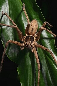 Heteropoda venatoria (Männchen) Foto: H. Höfer