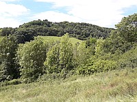 Die Sukzessionsfläche ist in Oberstetten größer als bei den restlichen. Auf ihr wächst sowohl ein kleiner Eschenwald als auch mehrere Gräser und Kräuter im Vordergrund - Foto J. Simmel