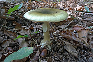 Der Grüne Knollenblätterpilze (Amanita phalloides) ist ein recht häufiger Ektomykorrhizapilz von Eichen im Karlsruher Stadtgebiet. Der Grüne Knollenblätterpilze (Amanita phalloides) ist ein recht häufiger Ektomykorrhizapilz von Eichen im Karlsruher Stadtgebiet.