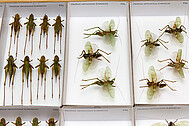 <i>Decticus verrucivorus</i> in the collection of the SMNK