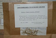 ein Beleg aus der Sammlung von Schindler