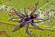 Die Zwerg-Vogelspinne Cyriocosmus hoeferi wurde 1992 von Hubert Höfer und Thierry Gasnier in einem Regenwald bei Manaus (Amazonas, Brasilien) gesammelt.