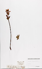 Karlszepter/Moorkönig Pedicularis sceptrum-carolinum L.