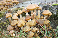 Underground summer truffle (Tuber aestivum) is a common mycorrhiza partner