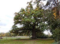 Bild 1: Diese Eiche kommt aufgrund ihres Standortes und Durchmessers als nächster Brutbaum in Frage - Foto von N. Wehner