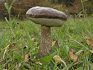 Birkenröhrling Leccinum scabrum (Foto: G. Müller)