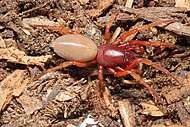 Einheimische Sechsaugenspinne (Dysdera crocata)