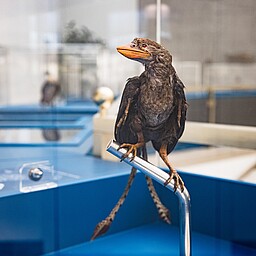 ENTFÄLLT! Abends im Museum: Vom Wadenbeißer zum Augenpicker – die Evolution der Vögel