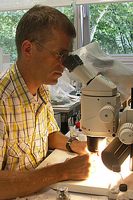 work with a dissecting microscope
