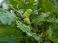 Bild 6: Frucht einer Traubeneiche. Hier sitzt die Frucht nahezu am Ast an (sehr kurzer Stiel) - Foto von Peter Weickgenannt