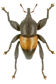 Trigonopterus apicalis Riedel