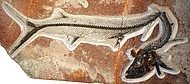Vallecillichtys Vallecillichtys