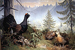 Wood grouse